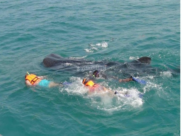 Holbox Whale Shark Tours, precios y reservas 2024